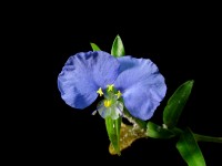 Commelina erecta (whitemouth dayflower)